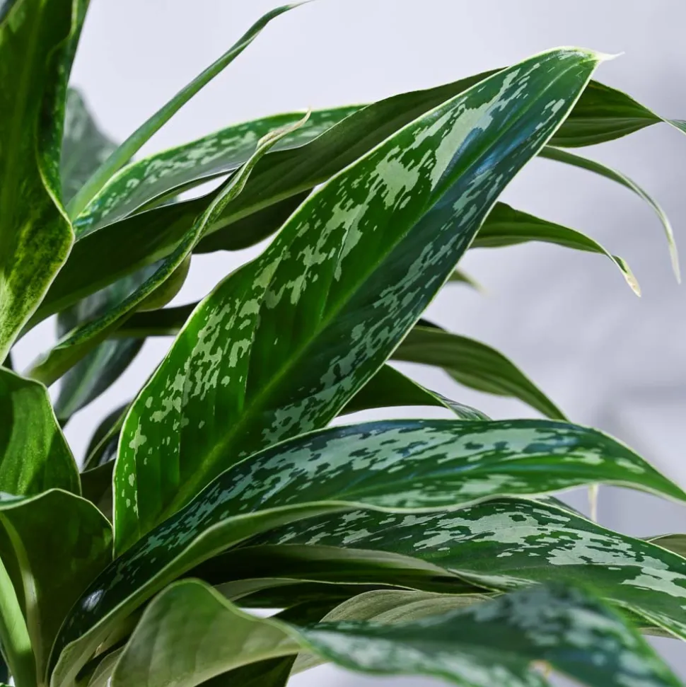 Aglaonema Queen Plant