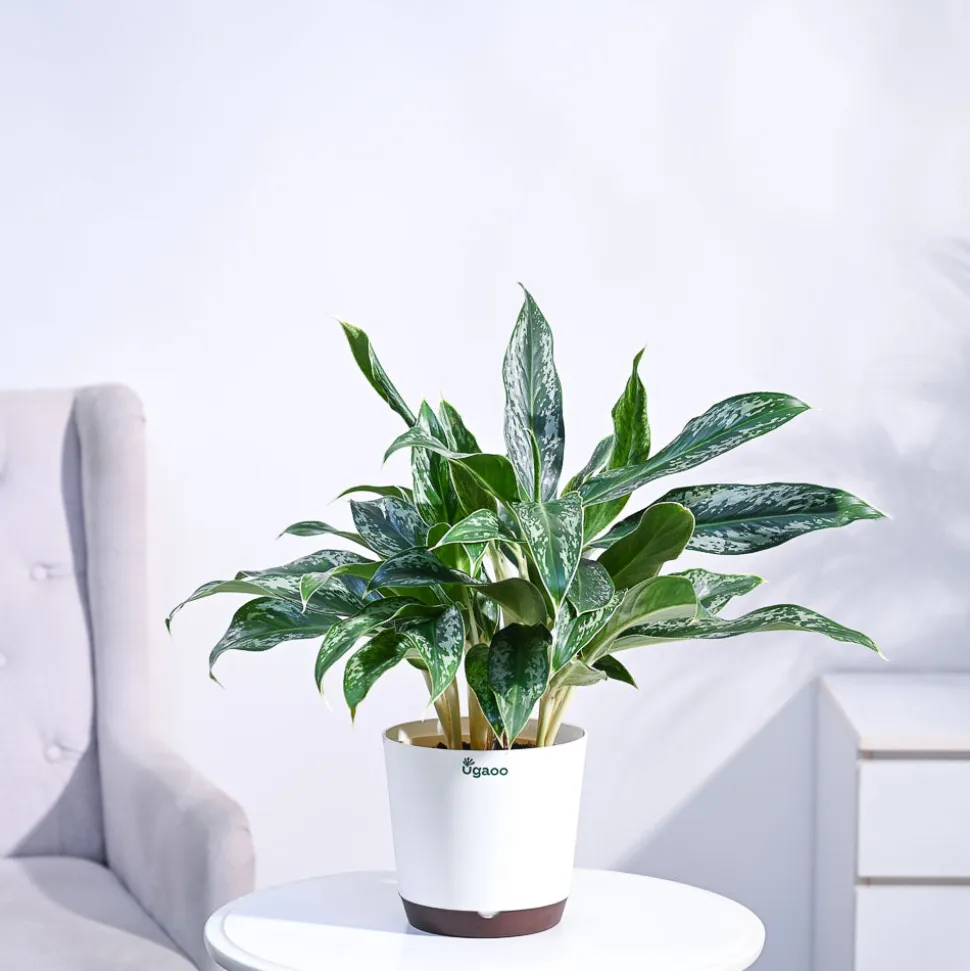 Aglaonema Queen Plant