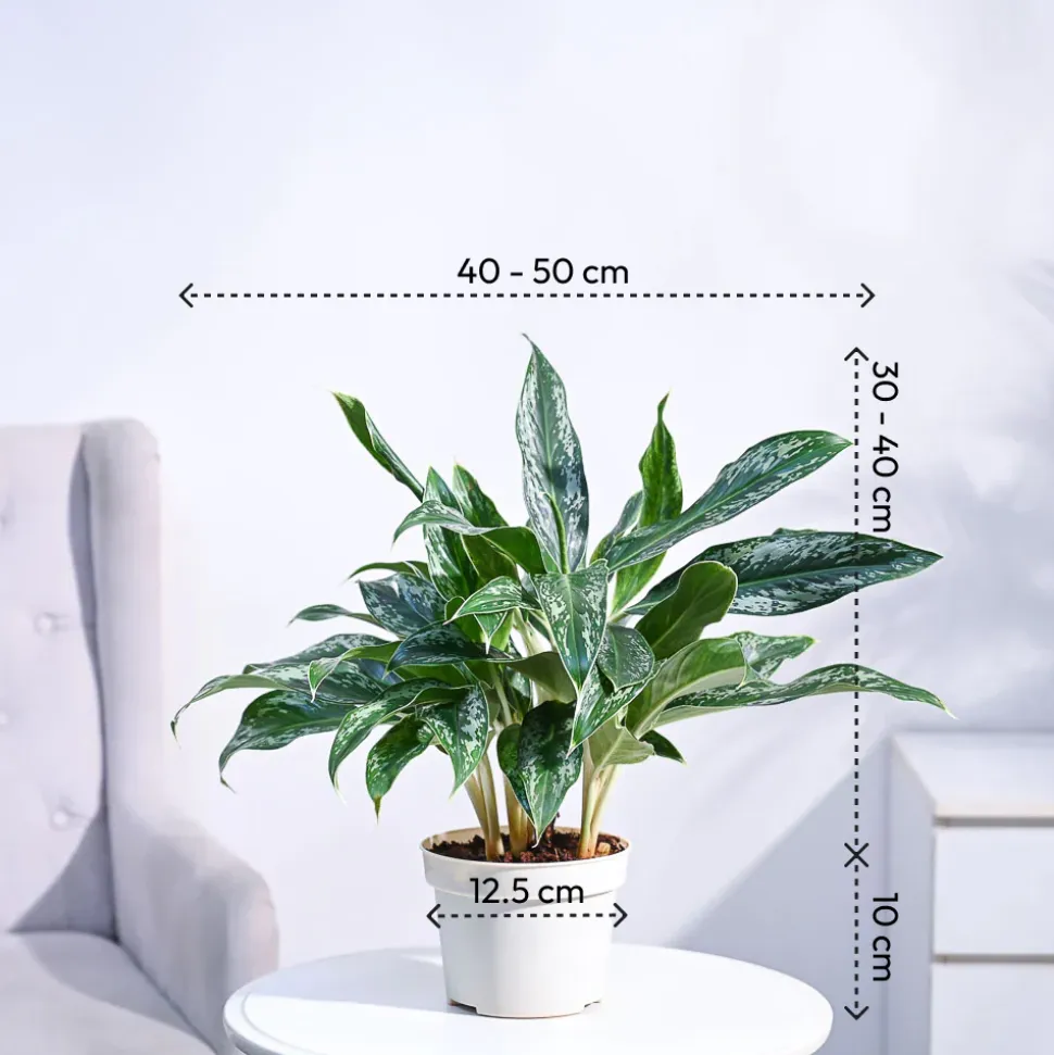 Aglaonema Queen Plant