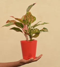 Aglaonema Red and Aglaonema Pink Beauty Plant Bouquet