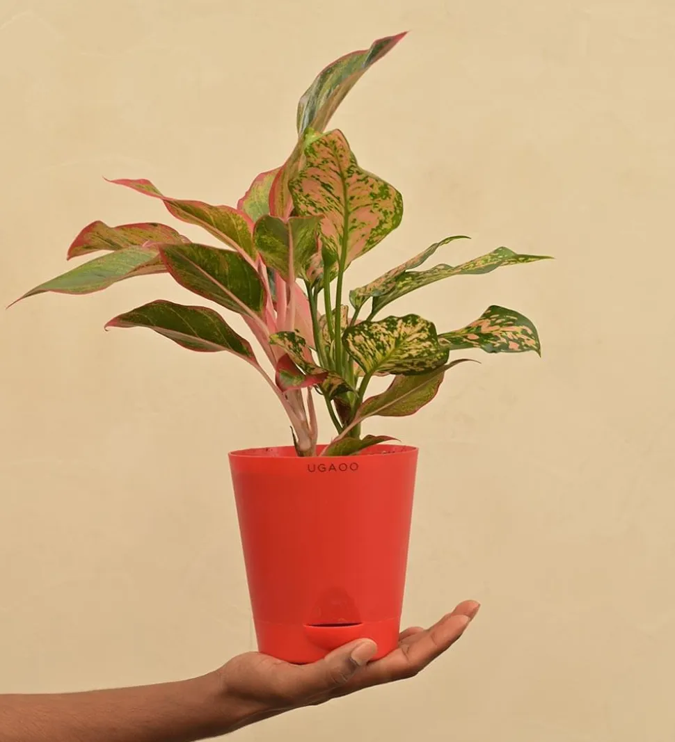 Aglaonema Red and Aglaonema Pink Beauty Plant Bouquet