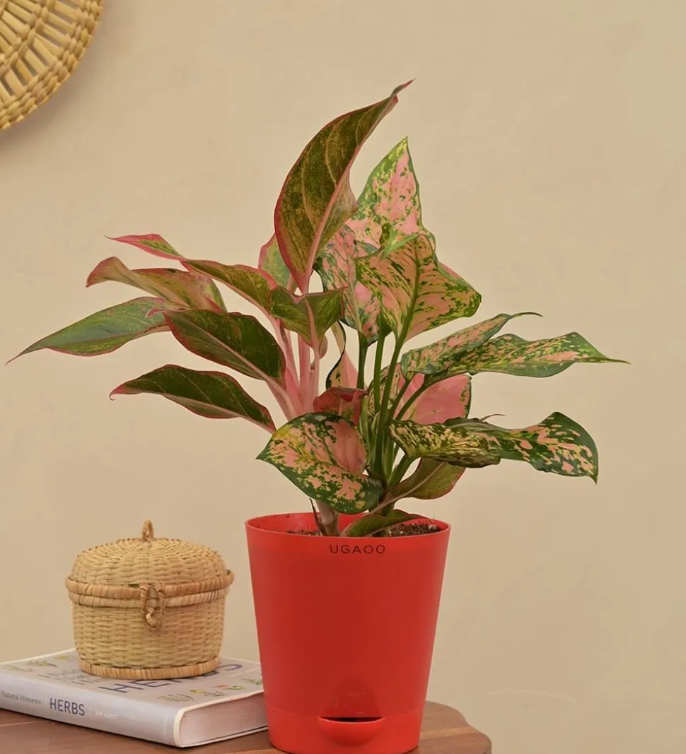 Aglaonema Red and Aglaonema Pink Beauty Plant Bouquet