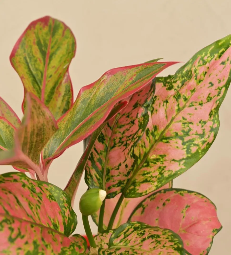 Aglaonema Red and Aglaonema Pink Beauty Plant Bouquet