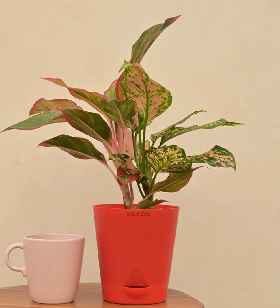 Aglaonema Red and Aglaonema Pink Beauty Plant Bouquet