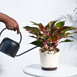 Aglaonema Red Plant