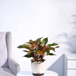 Aglaonema Red Plant