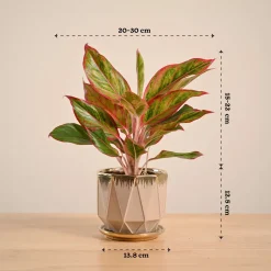 Aglaonema Red Plant