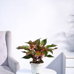 Aglaonema Red Plant