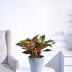 Aglaonema Red Plant