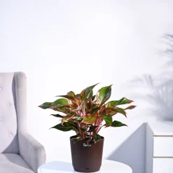 Aglaonema Red Plant