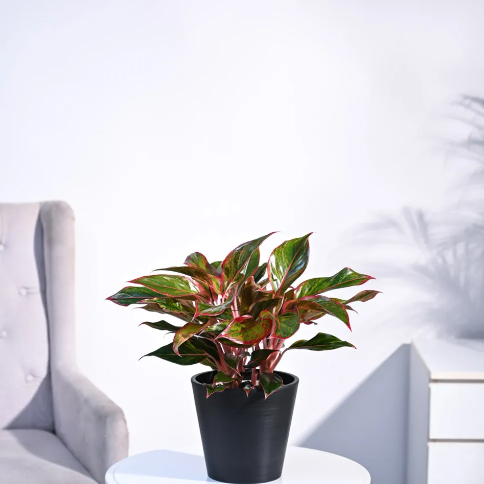 Aglaonema Red Plant