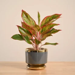 Aglaonema Red Plant