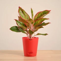 Aglaonema Red Plant