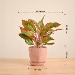 Aglaonema Red Plant
