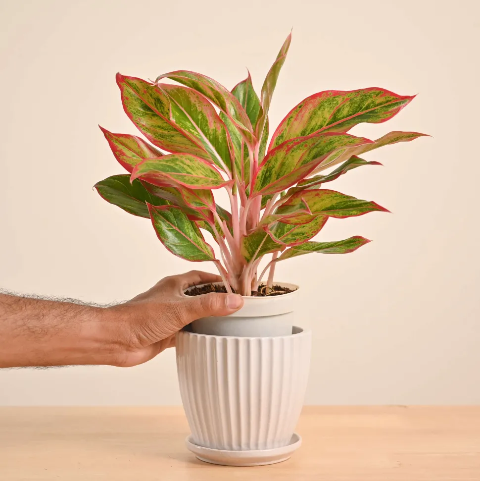 Aglaonema Red Plant