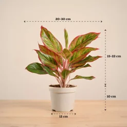 Aglaonema Red Plant