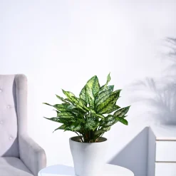 Aglaonema Snow White Plant