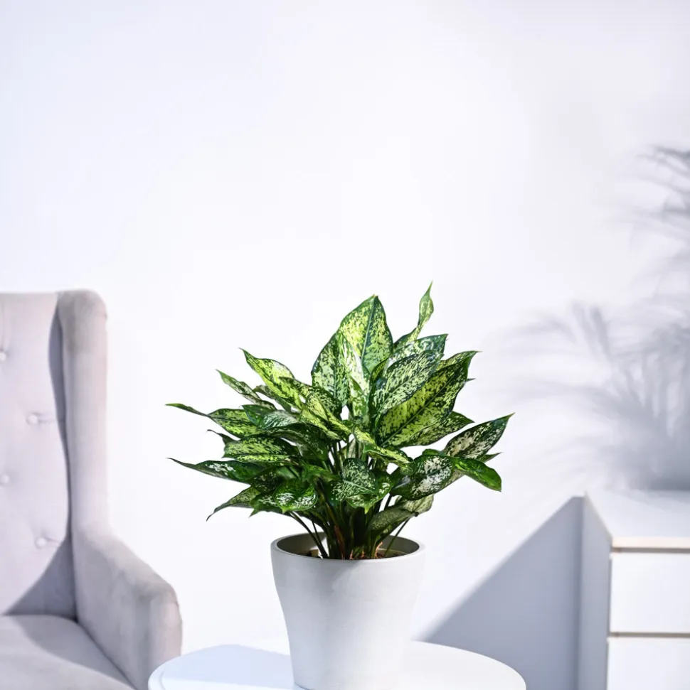 Aglaonema Snow White Plant