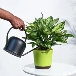 Aglaonema Snow White Plant
