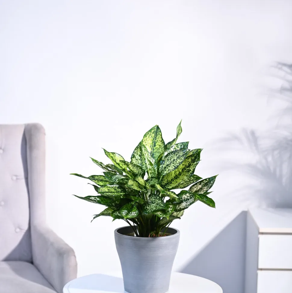 Aglaonema Snow White Plant