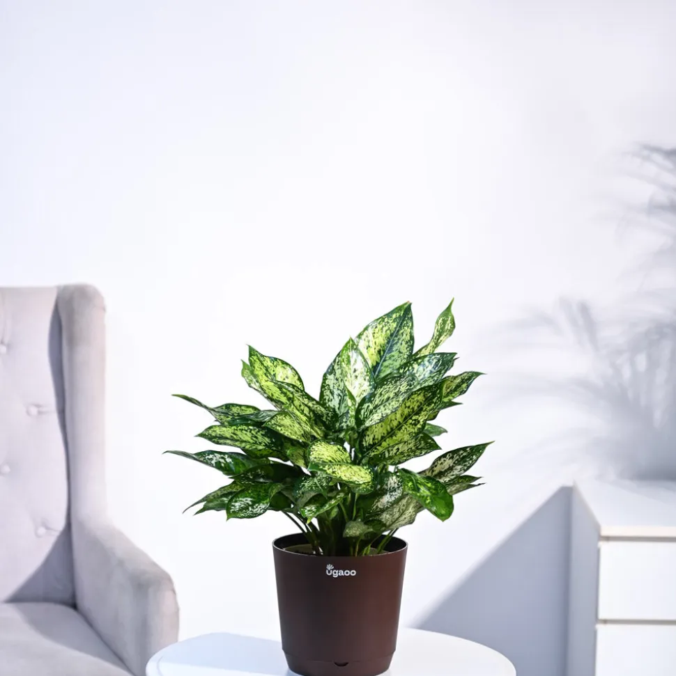 Aglaonema Snow White Plant