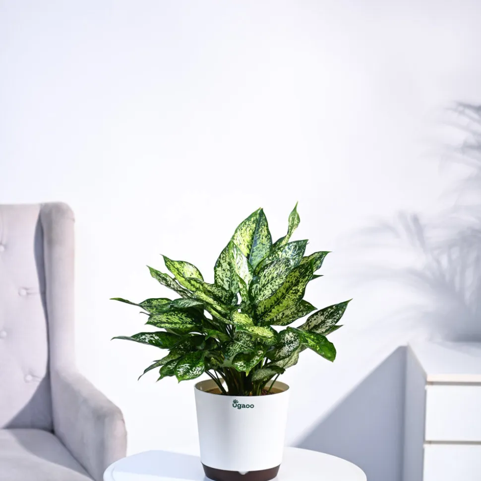 Aglaonema Snow White Plant