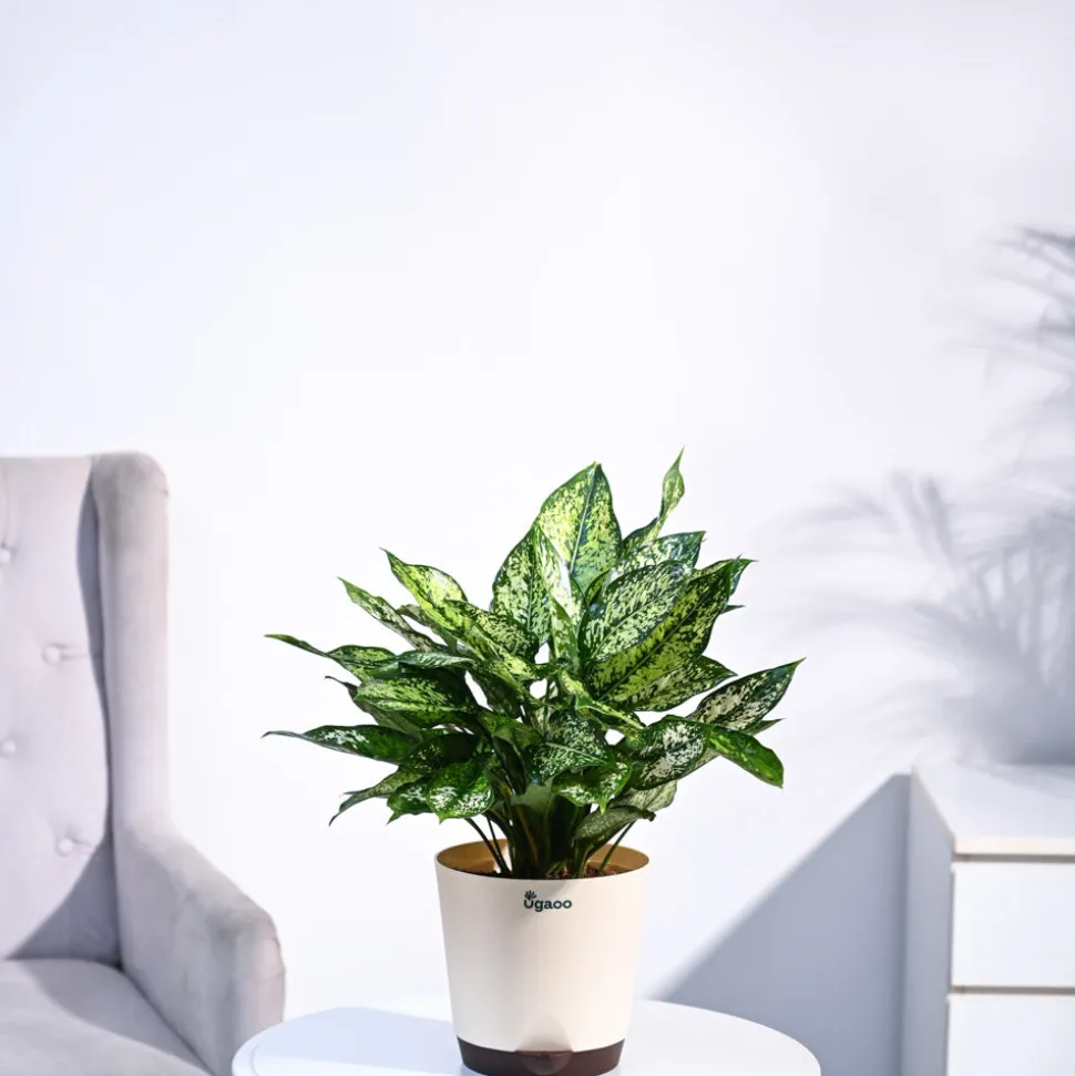 Aglaonema Snow White Plant