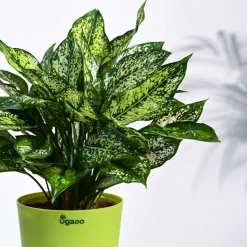 Aglaonema Snow White Plant