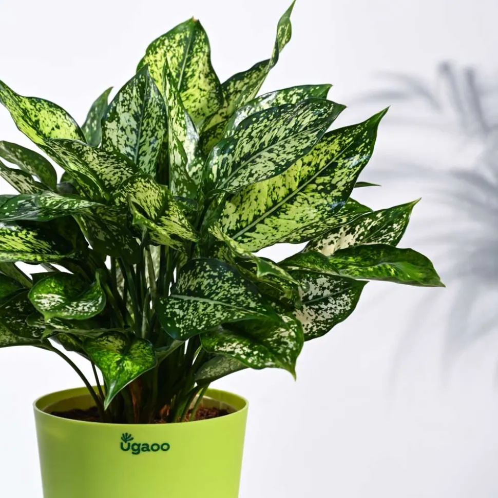Aglaonema Snow White Plant