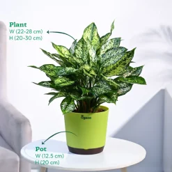Aglaonema Snow White Plant