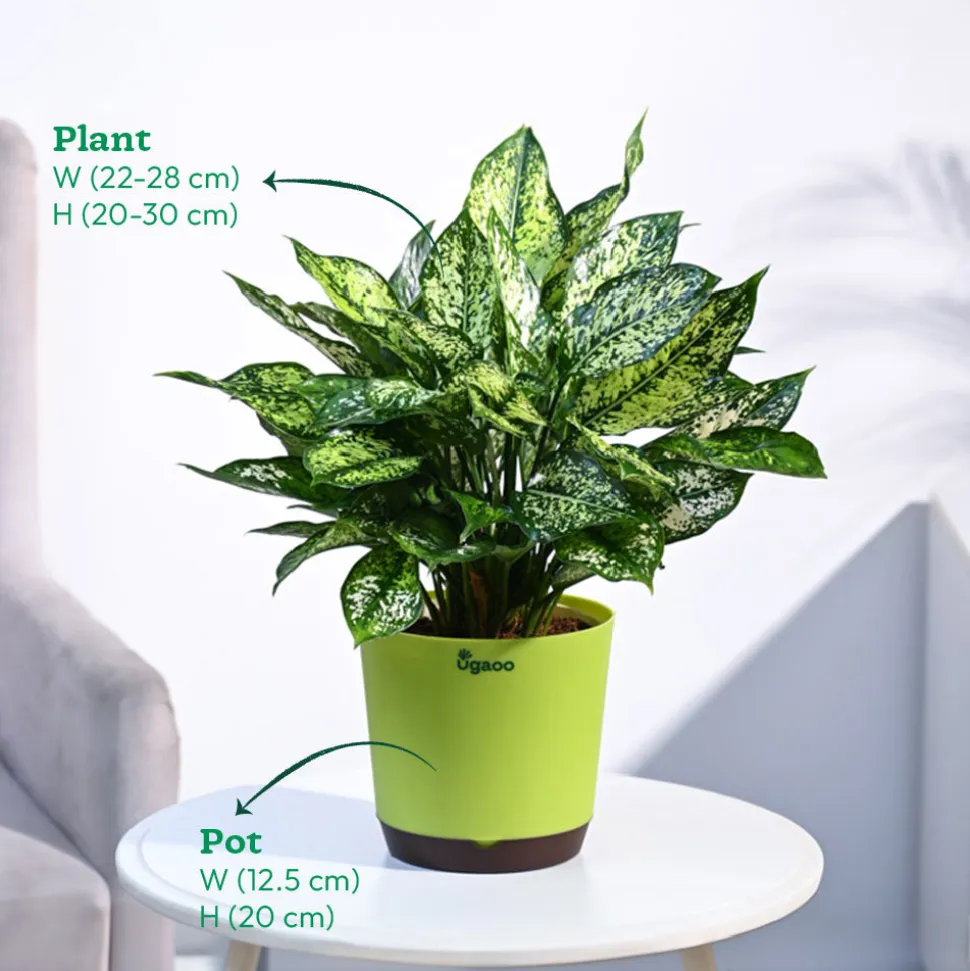 Aglaonema Snow White Plant