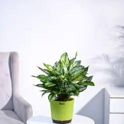 Aglaonema Snow White Plant