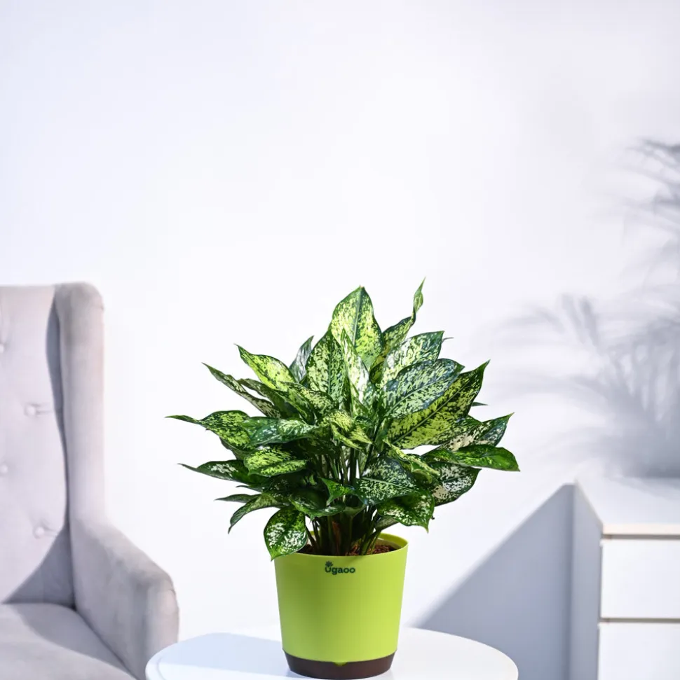 Aglaonema Snow White Plant