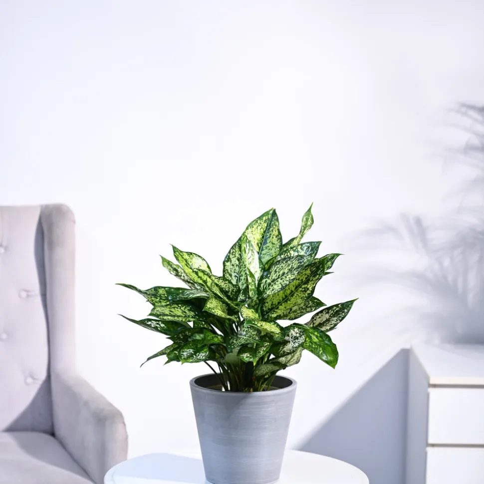 Aglaonema Snow White Plant