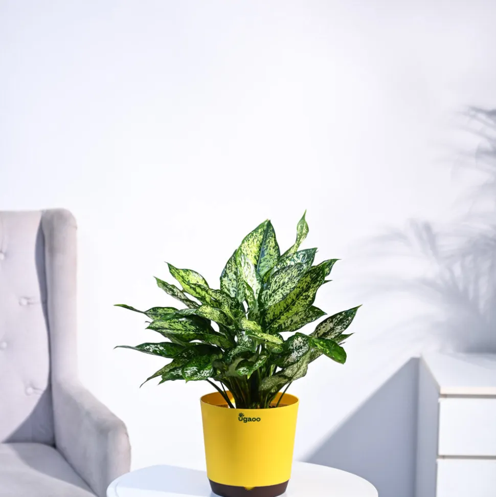 Aglaonema Snow White Plant