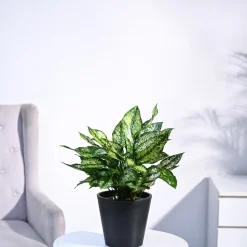 Aglaonema Snow White Plant
