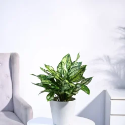 Aglaonema Snow White Plant