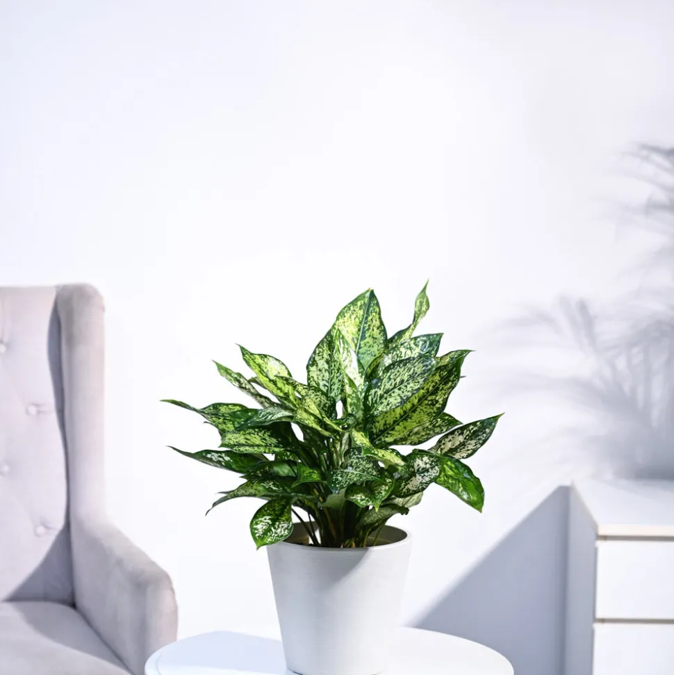 Aglaonema Snow White Plant