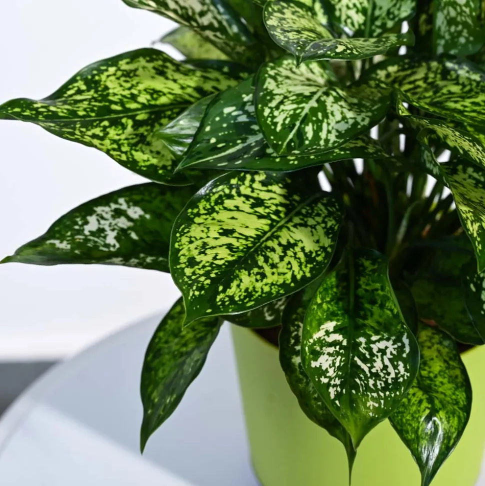 Aglaonema Snow White Plant