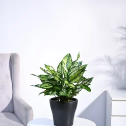 Aglaonema Snow White Plant