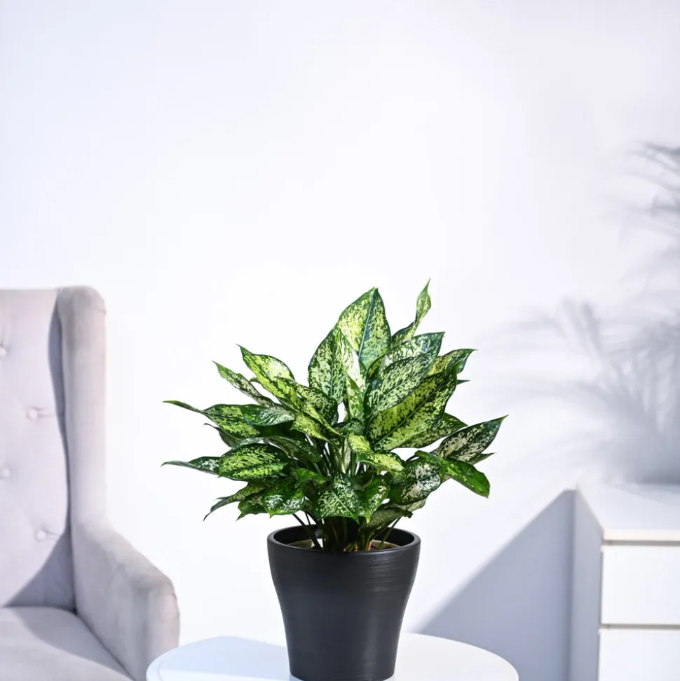 Aglaonema Snow White Plant