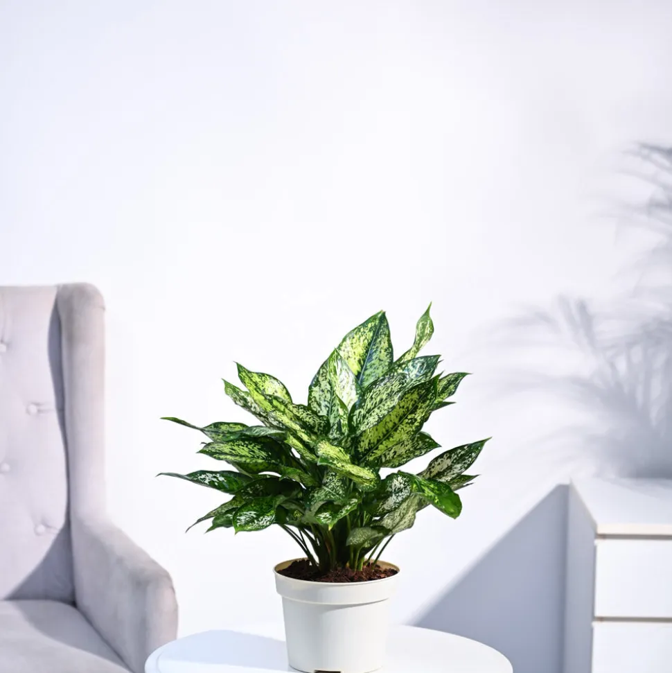 Aglaonema Snow White Plant