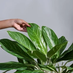 Aglaonema Stripes Plant - XL