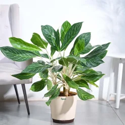 Aglaonema Stripes Plant - XL