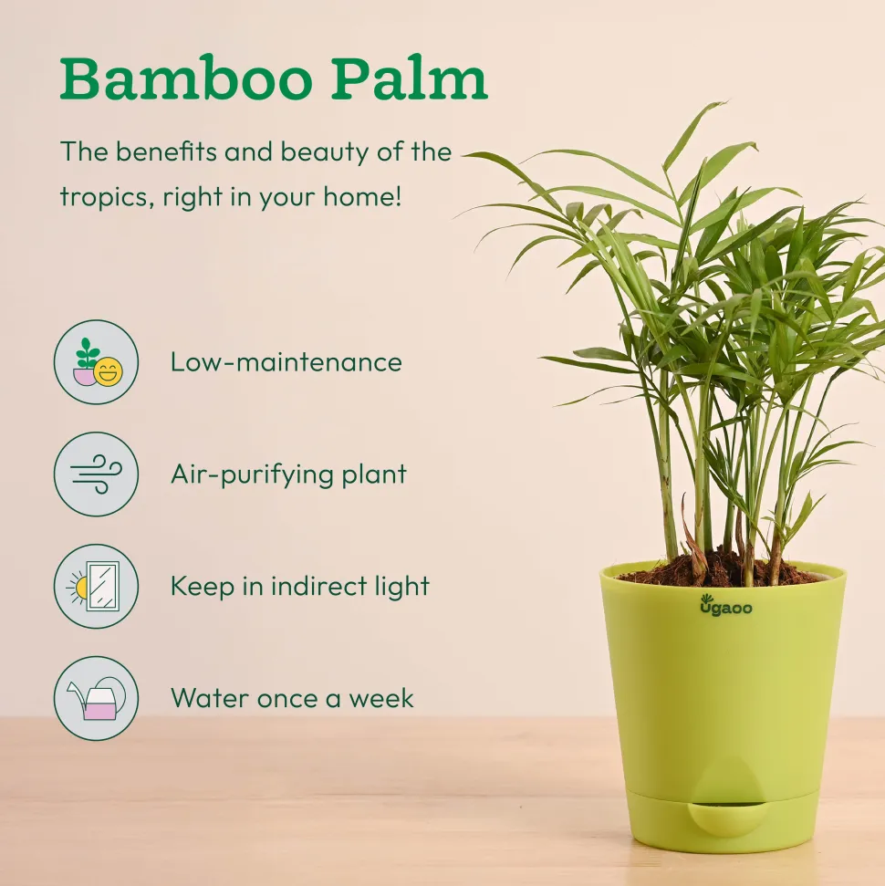 Air Purifying Indoor Plants Combo