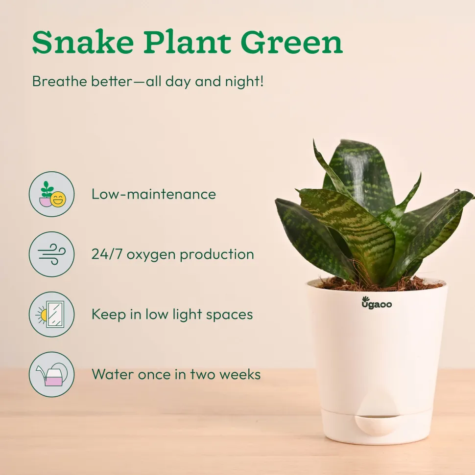 Air Purifying Indoor Plants Combo