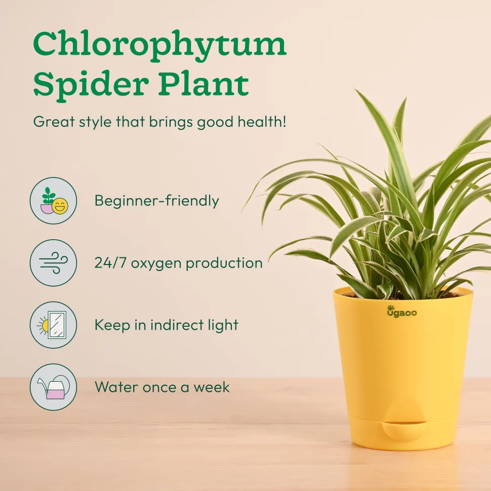 Air Purifying Indoor Plants Combo