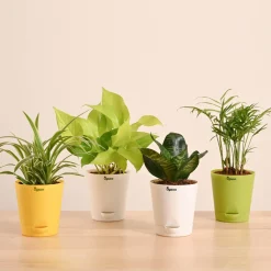 Air Purifying Indoor Plants Combo