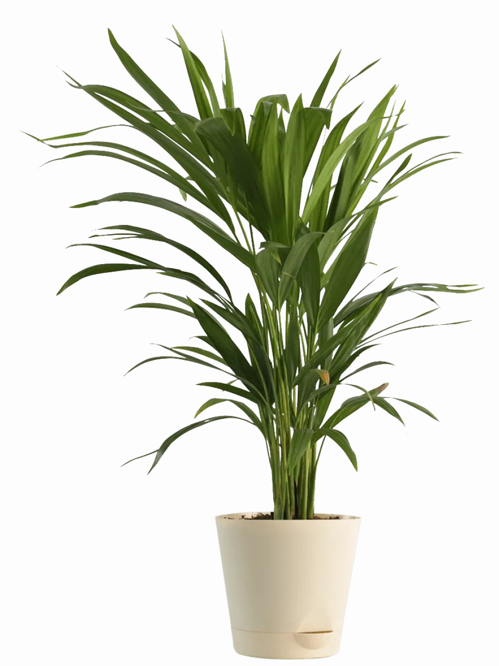 Air Purifying Plant Bundle - Areca Palm, Sansevieria Futura Superba
