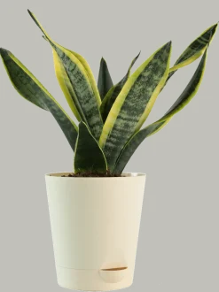 Air Purifying Plant Bundle - Areca Palm, Sansevieria Futura Superba